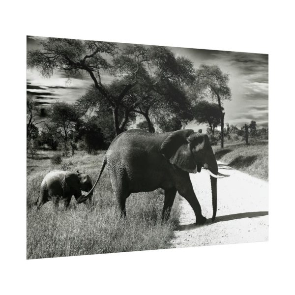 101857-12.jpg Mother and Baby Elephant on the Road Poster