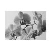 101875-100.jpg Orchid Meadow Poster