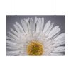 White Daisy  Poster