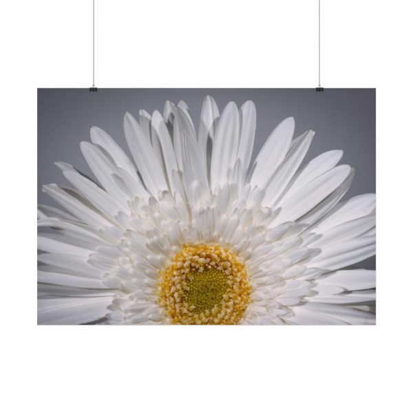 White Daisy  Poster