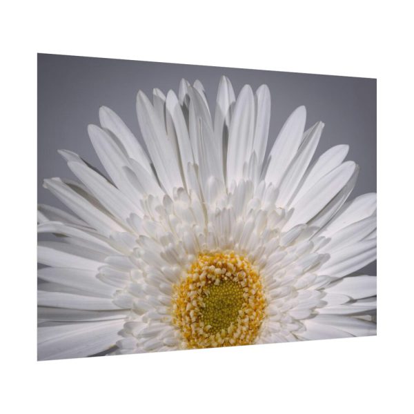 White Daisy  Poster