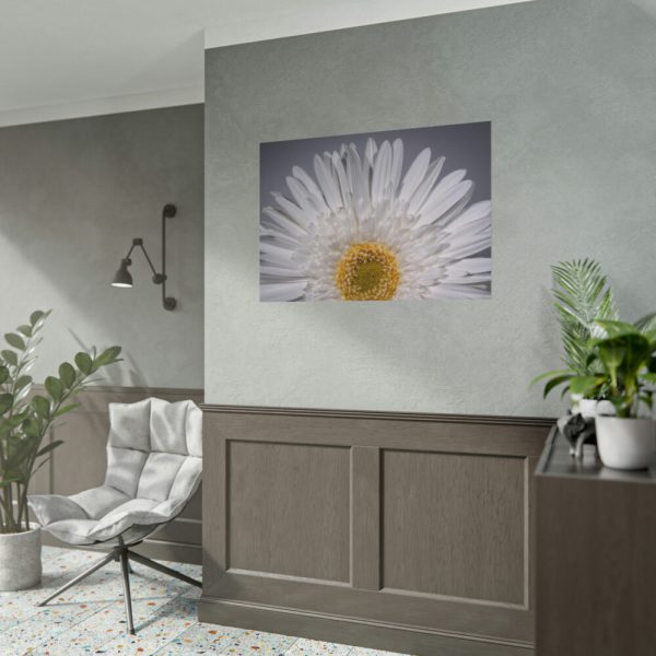 White Daisy  Poster