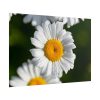 White Daisy Flower Poster