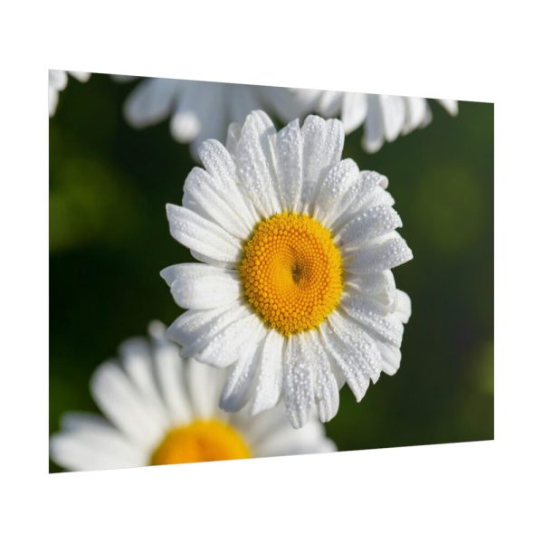 White Daisy Flower Poster