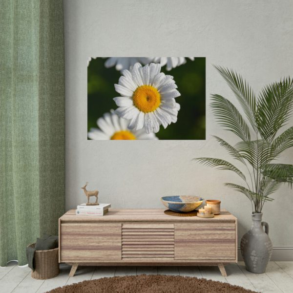 White Daisy Flower Poster