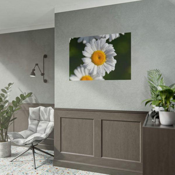 White Daisy Flower Poster