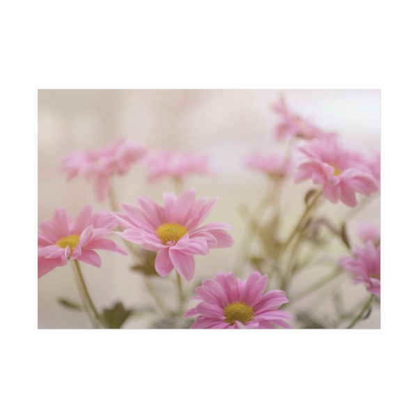 101875-115.jpg Blooming Pink Daisies Poster