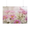 101875-116.jpg Blooming Pink Daisies Poster