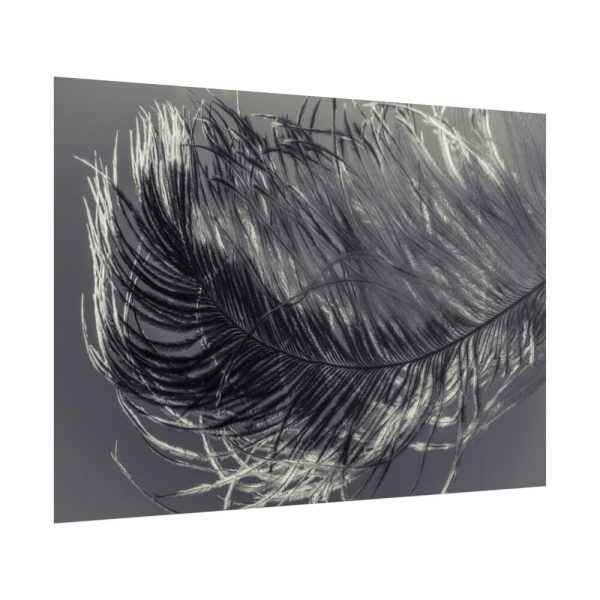 101875-1199.jpg Bird Feather Poster