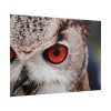 101875-1209.jpg Eye of Owl Poster
