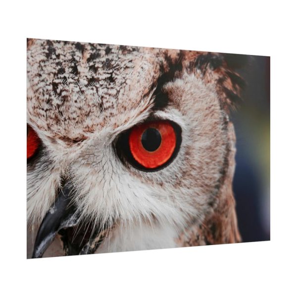 101875-1209.jpg Eye of Owl Poster