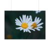 101875-126.jpg Wild Daisy Poster