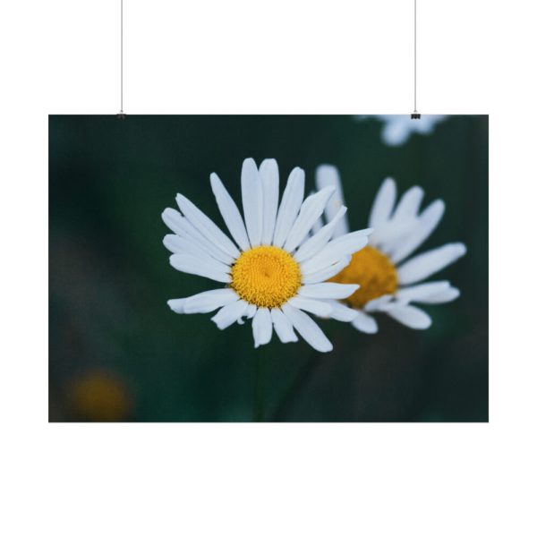 101875-126.jpg Wild Daisy Poster