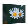 101875-127.jpg Wild Daisy Poster