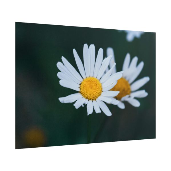 101875-127.jpg Wild Daisy Poster