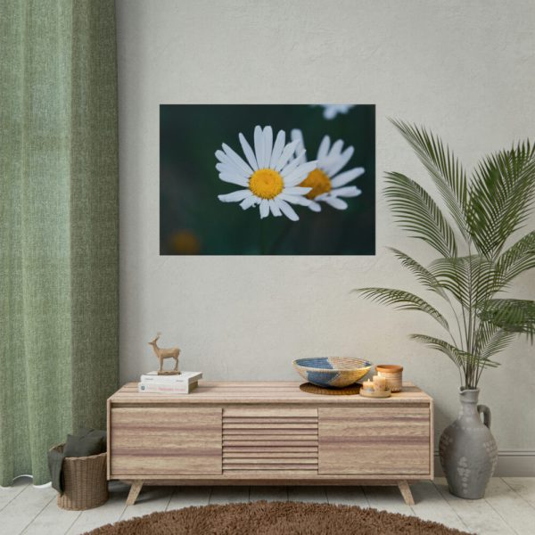 101875-128.jpg Wild Daisy Poster