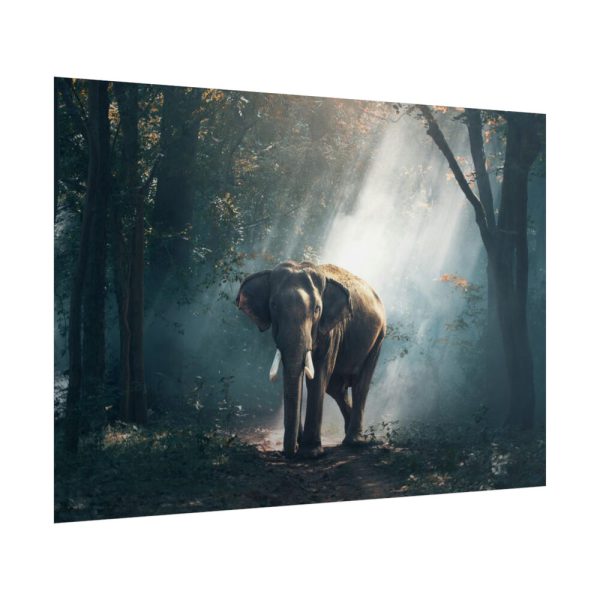 101875-132.jpg Elephant in Nature Poster