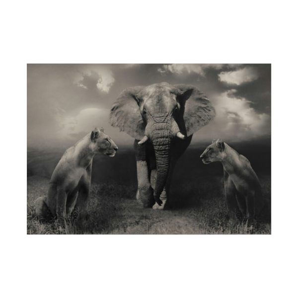 101875-135.jpg Big Elephant with Two Lion Poster