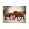 101875-145.jpg African Elephants Poster