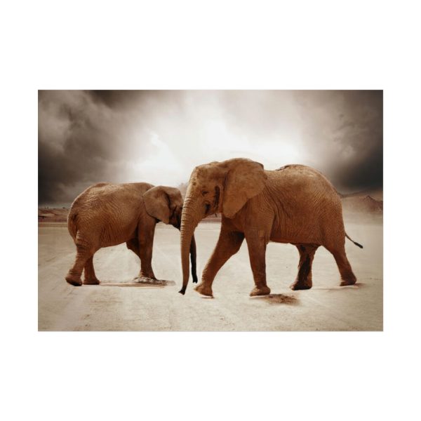 101875-145.jpg African Elephants Poster