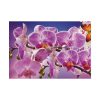 Orchids Flowers Poster
