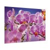 Orchids Flowers Poster