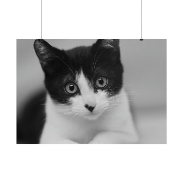 Bicolor Cat Poster