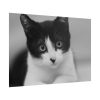 Bicolor Cat Poster