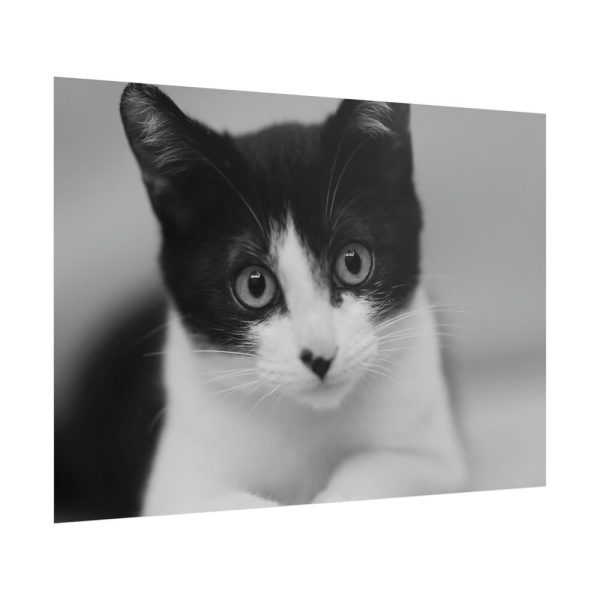 Bicolor Cat Poster
