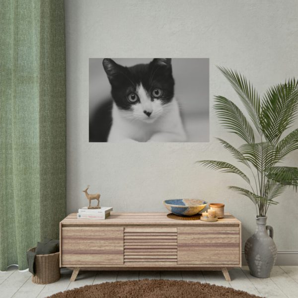 Bicolor Cat Poster