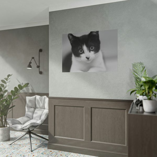 Bicolor Cat Poster