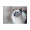 Closeup of a Blue Eyed Cat Poster