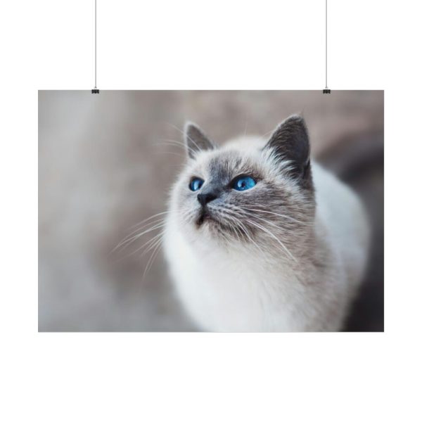 Closeup of a Blue Eyed Cat Poster