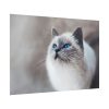 Closeup of a Blue Eyed Cat Poster