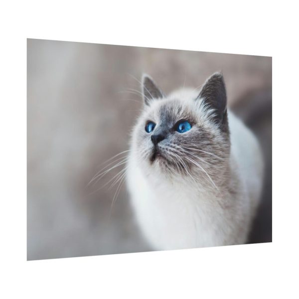 Closeup of a Blue Eyed Cat Poster
