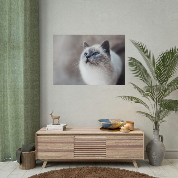 Closeup of a Blue Eyed Cat Poster