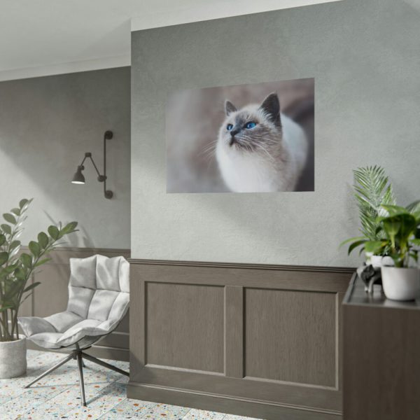 Closeup of a Blue Eyed Cat Poster