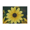 101875-180.jpg Blooming Yellow Petaled Flowers Poster