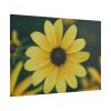 101875-182.jpg Blooming Yellow Petaled Flowers Poster