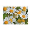 White Flowers Poster