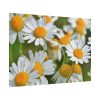 White Flowers Poster