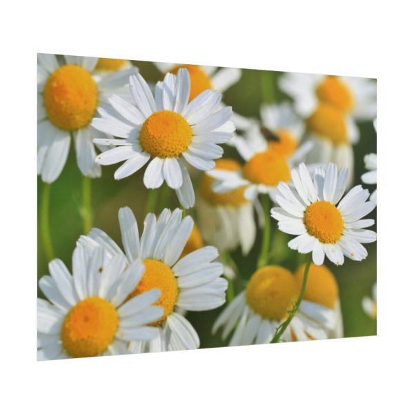 White Flowers Poster