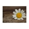 101875-190.jpg Daisy Family Poster