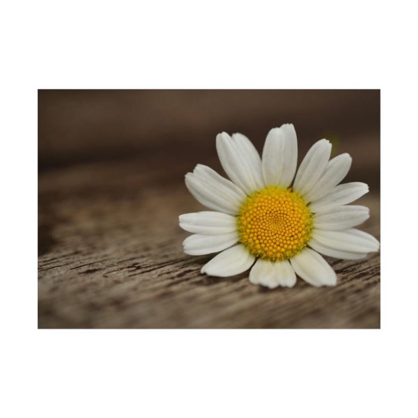 101875-190.jpg Daisy Family Poster