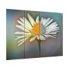 101875-197.jpg Flowering Plant Poster