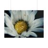 101875-201.jpg Daisy Pollen Poster