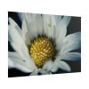 101875-202.jpg Daisy Pollen Poster