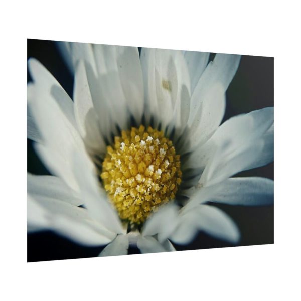 101875-202.jpg Daisy Pollen Poster
