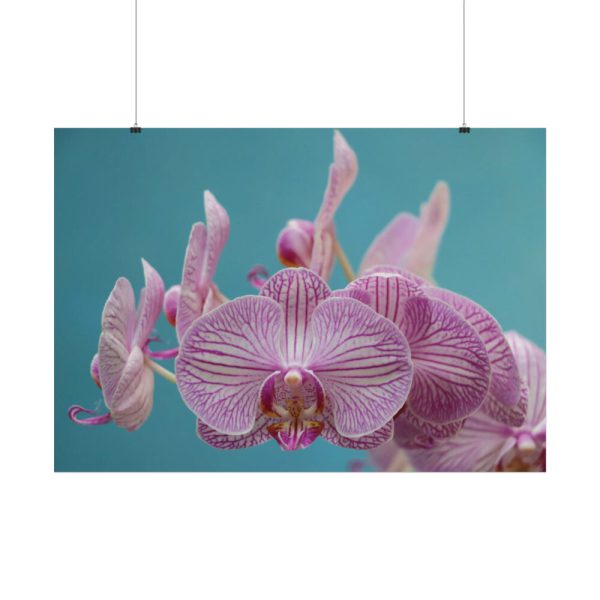 Purple Orchid  Poster