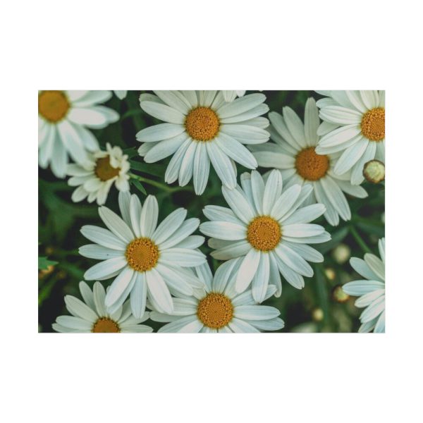 101875-210.jpg Blossom Daisy Poster